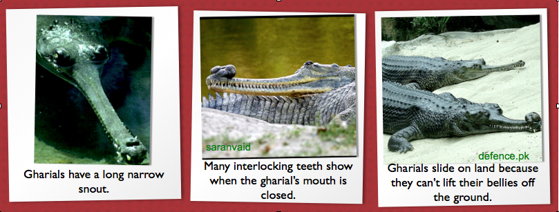 What are the differences between an alligator and a crocodile?