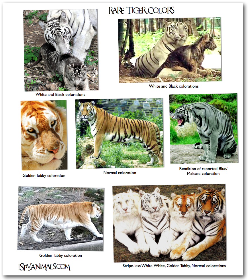 Названия видов тигров. Тигры и их названия. Породы тигров и названия. Тигры разных видов. Разные типы тигров.