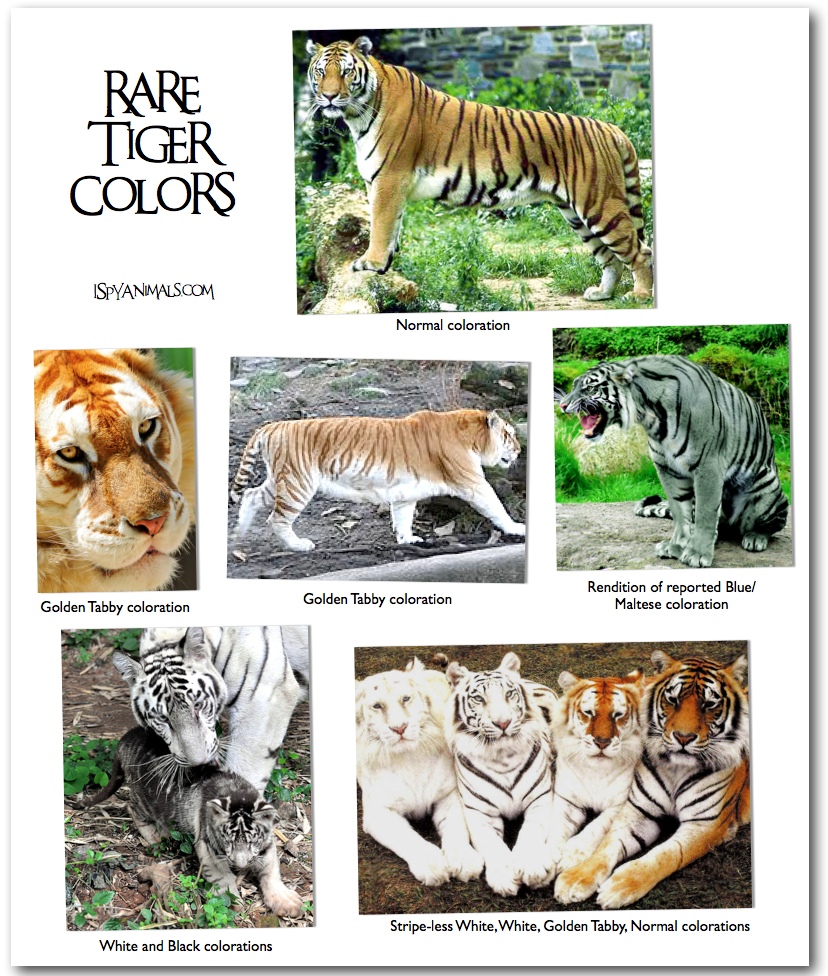 Golden tabby tigers | I Spy Animals